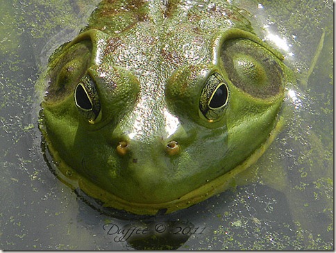 Toadally Charming