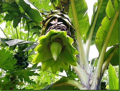 Ensete glaucum Ensete glaucum