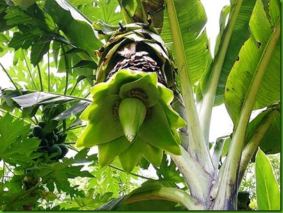 Ensete glaucum