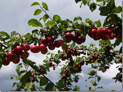 prune5 prune5