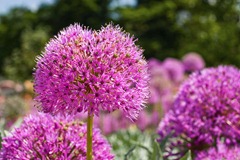 Pink-Allium-2