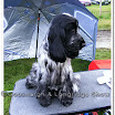 Pedigree Dogs 020.jpg