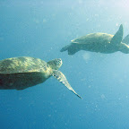 Lots of turtles at Sipadan