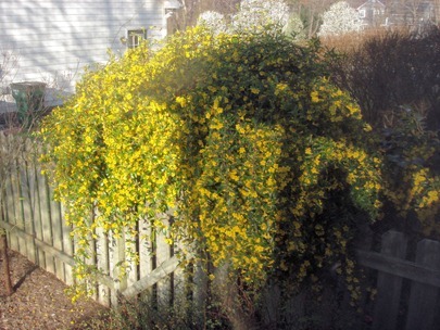 Carolina Jasmine3_14_12