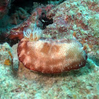 Nackt-Schnecke, Komodo