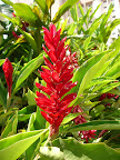Local flower in bloom
