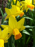 Daffodils