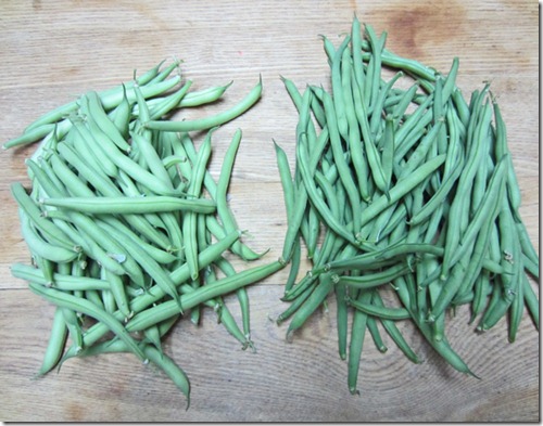 Provider (left) and Fresh Pick bush beans