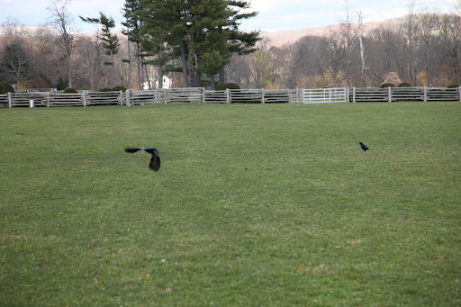 7 - A group of crows is sometimes referred to as a 'murder' of crows.  Little wonder that some people feel uncomfortable with crows.  I mean, what's in a name?