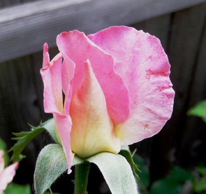 Rose 1