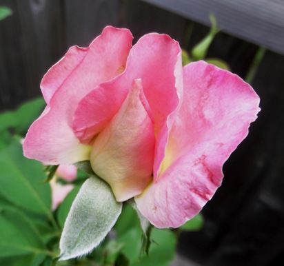 Rose 2