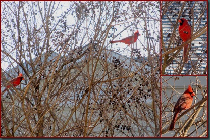 male cardinal collage