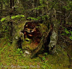 Quoddy _ROT9330 NIKON D3S July 03, 2011