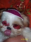 These next few aren't celebrities, but they sure look like something! This little guy looks like a bookie.