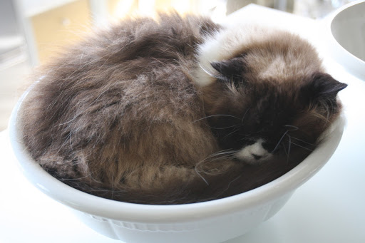 Vivaldi often claims this large bowl that usually holds fresh eggs from the chickens.