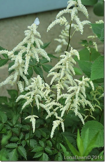 Astilbe White Silver wing