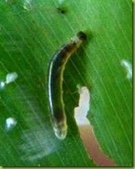 Canna Skipper