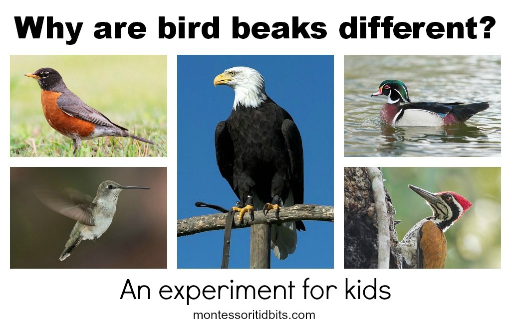 [Bird-beaks-pinnable-version-34.jpg]