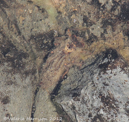 [15%2520dragonfly-larvae%255B2%255D.jpg]