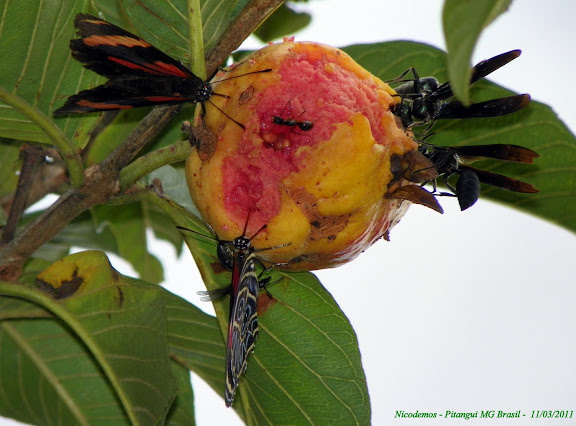 Deux Callicore sorana (GODART, [1824]), sur goyave. Pitangui (MG, Brésil), 11 mars 2011. Photo : Nicodemos Rosa