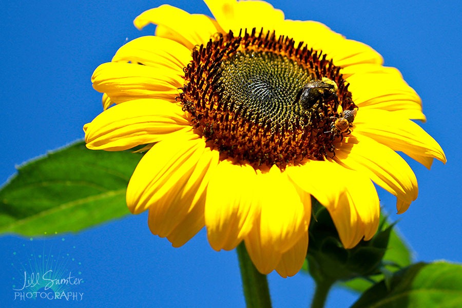 [sunflower-5550%255B4%255D.jpg]