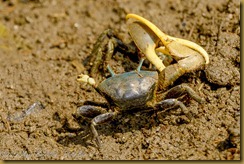 Atlantic Marsh Fiddler Crab - Uca Pugnax