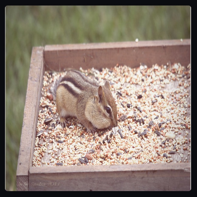 Chipmunk-in-KatieLloyd-Pola