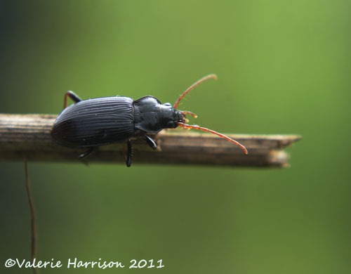 [beetle%2520nebria%2520sp%25201%255B5%255D.jpg]