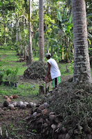 pinoyecofarm november_0035.JPG