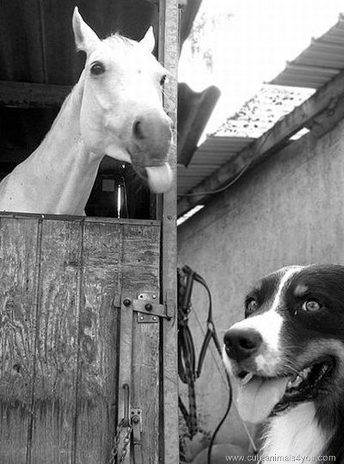 50_Funniest_Animal_Photobombs_Of_All_Time_06