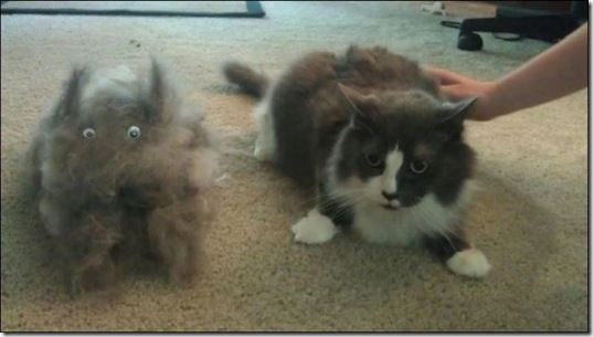 viral-picdump-pics-3d4f9d