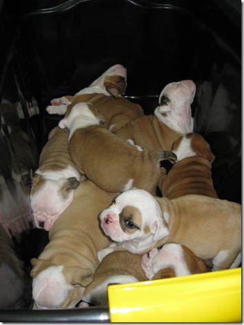 Bulldog pups 006