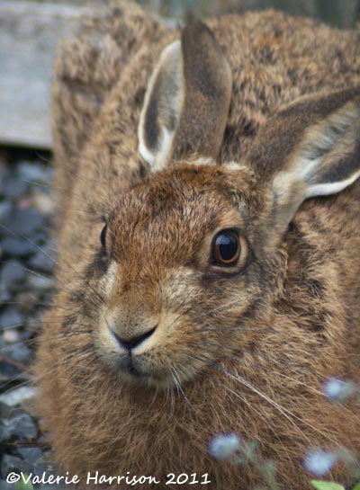 [hare-closeup-2%255B2%255D.jpg]