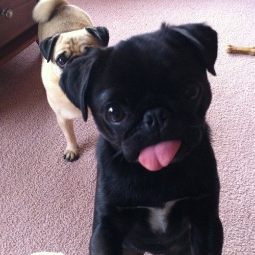 Cute_Dogs_With_Tongues_Out_25