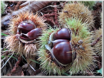 chestnut3 chestnut3