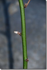 DSC_0037 DSC_0037