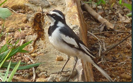 birds 007 birds 007
