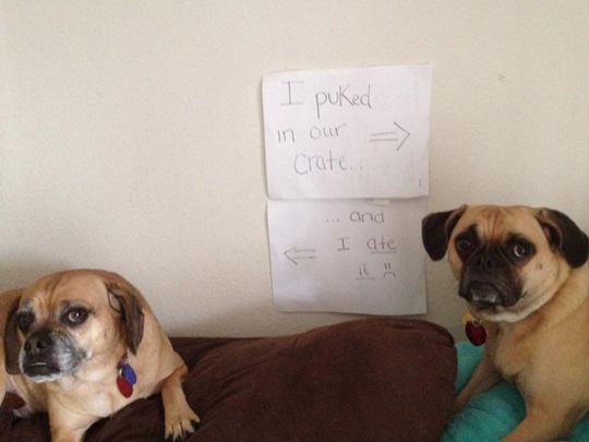 [dog-shaming-bad-33%255B2%255D.jpg]