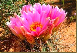 cactus flower