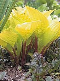 [hosta%2520fire%2520island%255B9%255D.jpg]