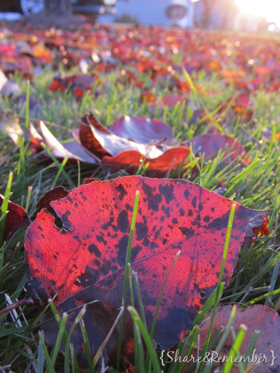 [oneleaf%255B10%255D.jpg]