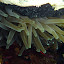 Anémone de mer