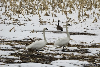 Canada Goose and Swans