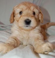 Alice is the biggest female pup.