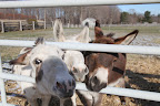 Just look at them clamoring to get a peek.  Relax, donks!  It's not like Black Beauty is passing by!