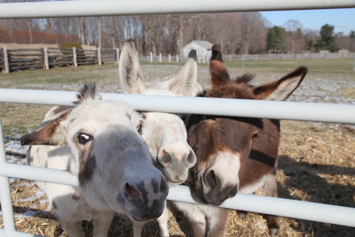 Just look at them clamoring to get a peek.  Relax, donks!  It's not like Black Beauty is passing by!