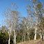 White eucalyptus trees
