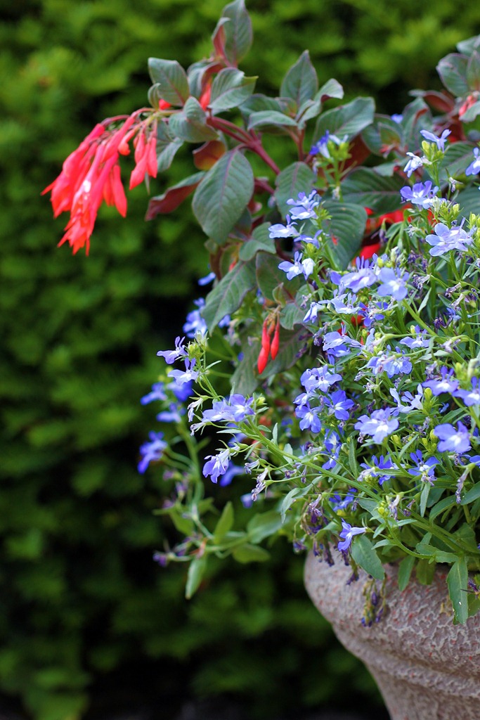 [front%2520flowers%25203%255B5%255D.jpg]