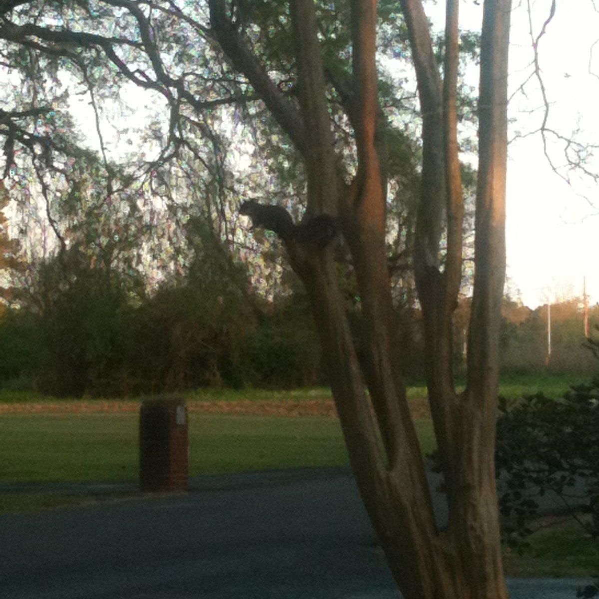 Squirrel 