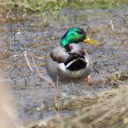 IMG_0966-Crop 1.jpg